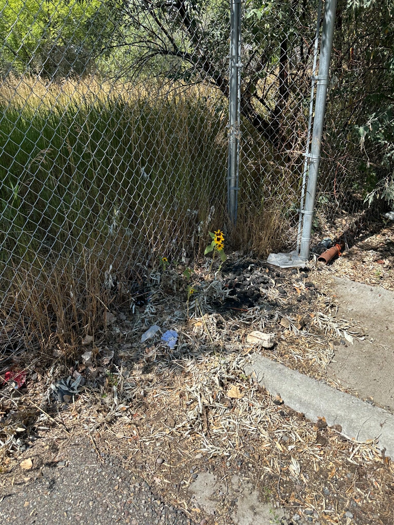 Fence line — before