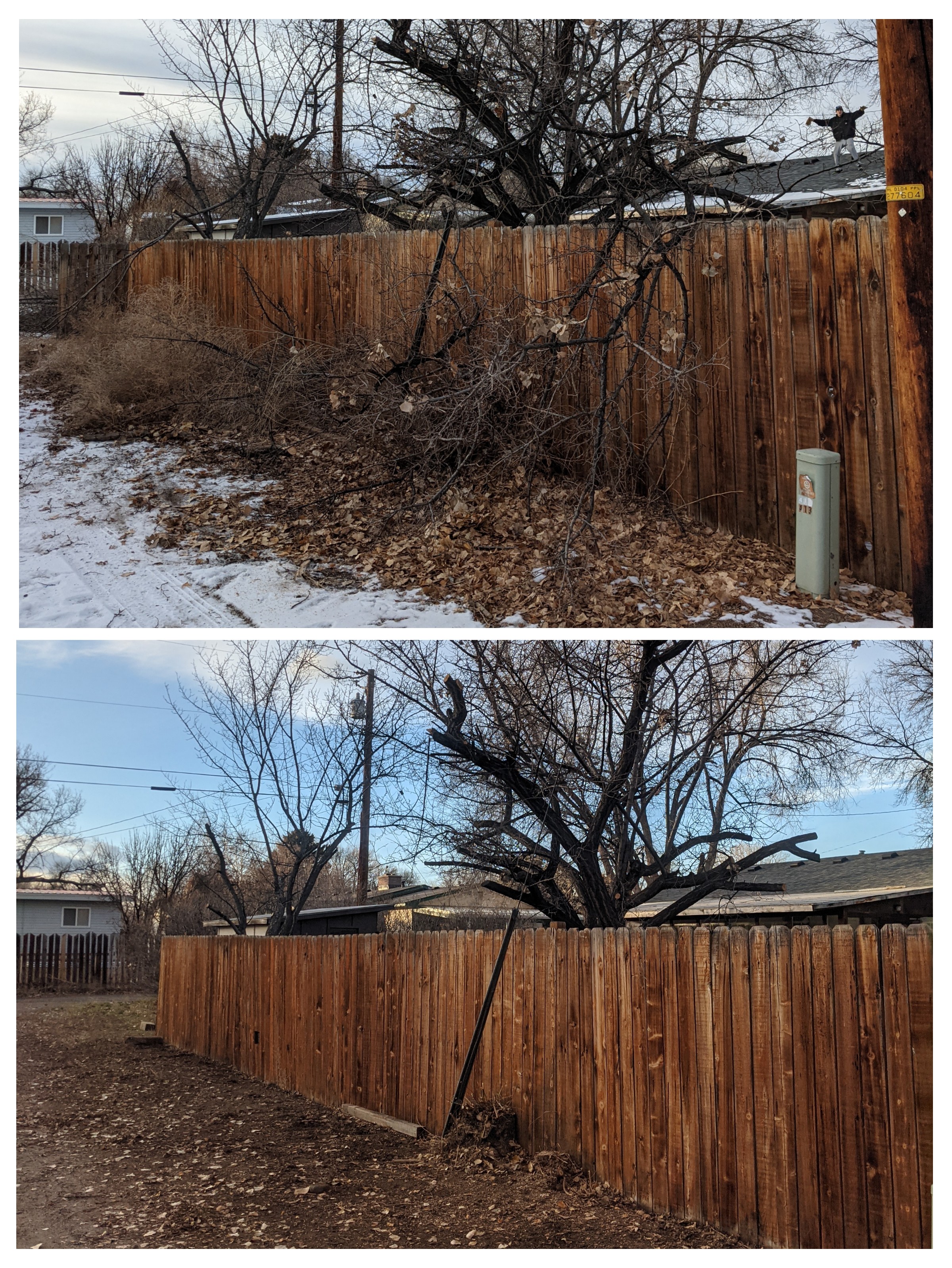 Tree trimming and estate cleanup before and after in Riverton, Wyoming